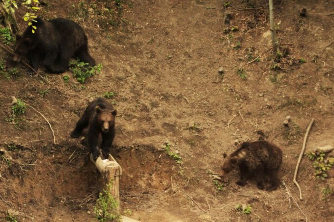 From Brasov: Small-Group Brown Bear Watching Tour - Frequently Asked Questions