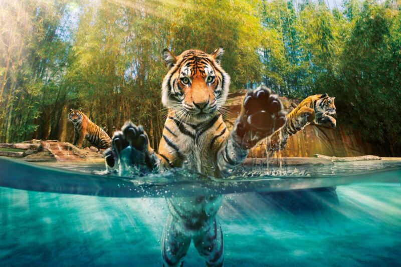 From Brisbane: Australia Zoo Ticket and Roundtrip Transfer - Explore Australia Zoo