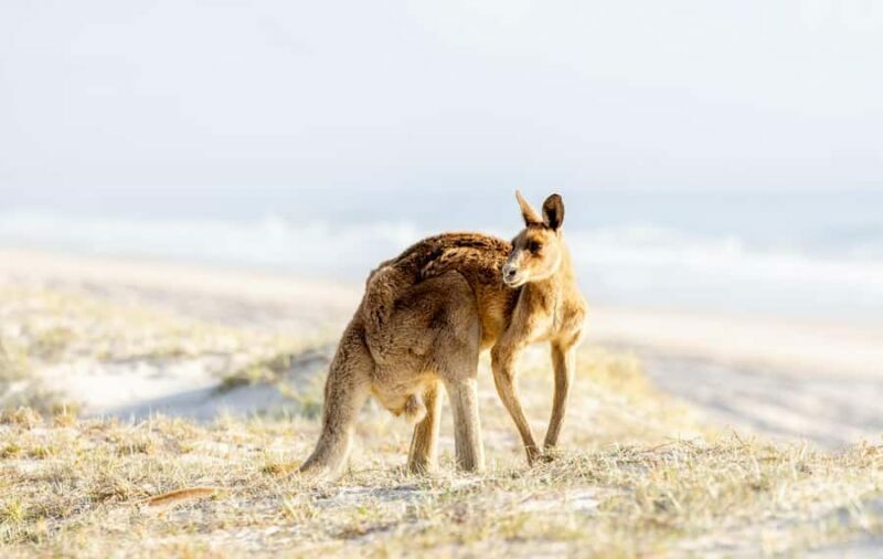 From Brisbane: Bribie Island Day Trip and 4x4 tour - Final Thoughts