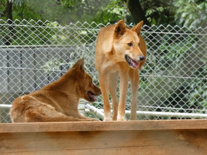From Brisbane: Day Trip to Noosa, Glass House Mtns and Zoo - Highlights