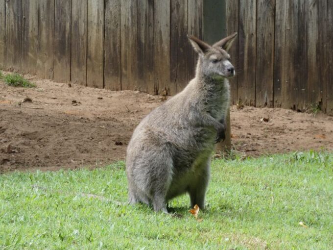From Brisbane: Day Trip to Noosa, Glass House Mtns and Zoo - Inclusions