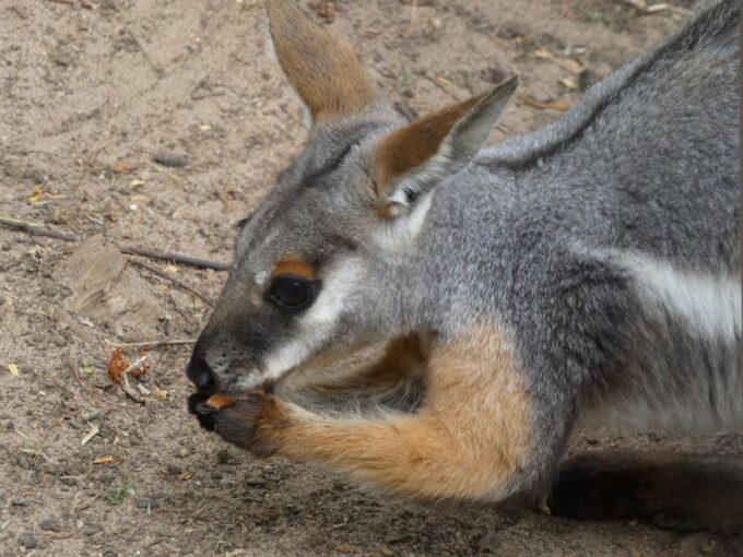 From Brisbane: Day Trip to Noosa, Glass House Mtns and Zoo - Additional Information