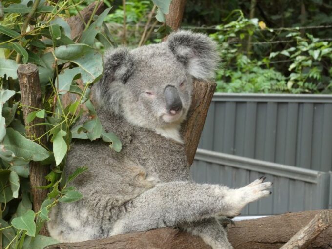 From Brisbane: Day Trip to Noosa, Glass House Mtns and Zoo - Frequently Asked Questions