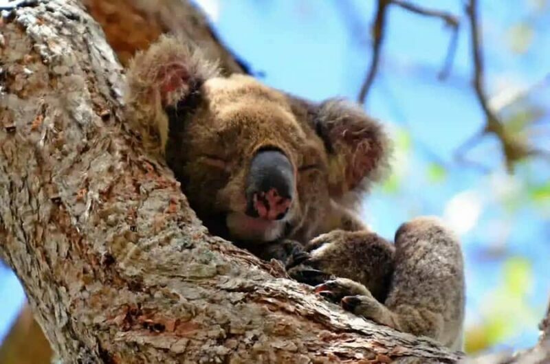 From Brisbane: Gold Coast Day Tour with Lunch - Introduction: Who’s it For?