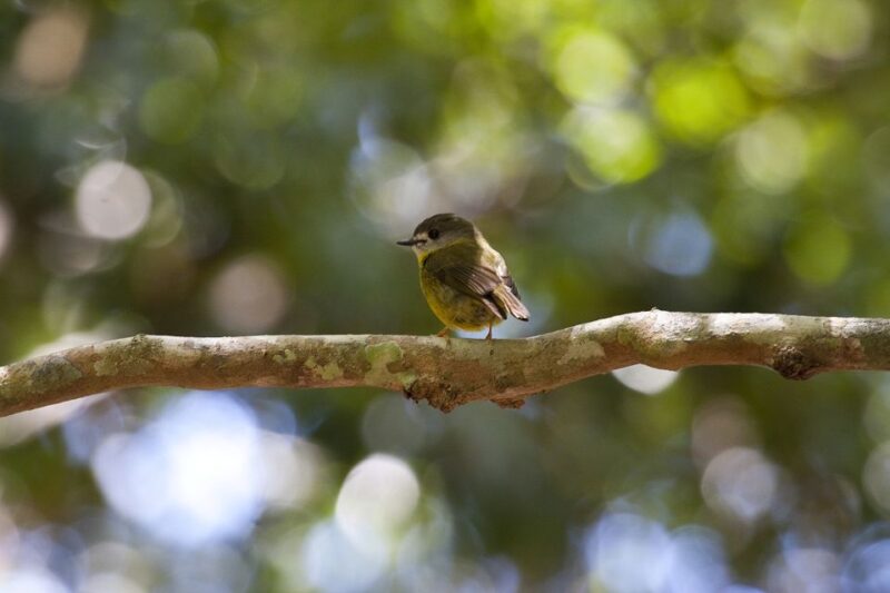 From Brisbane: Maiala Rainforest Private Tour - Key Points