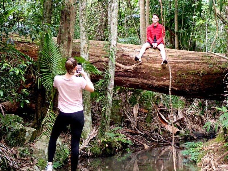 From Brisbane: Maiala Rainforest Private Tour - Highlights of the Rainforest