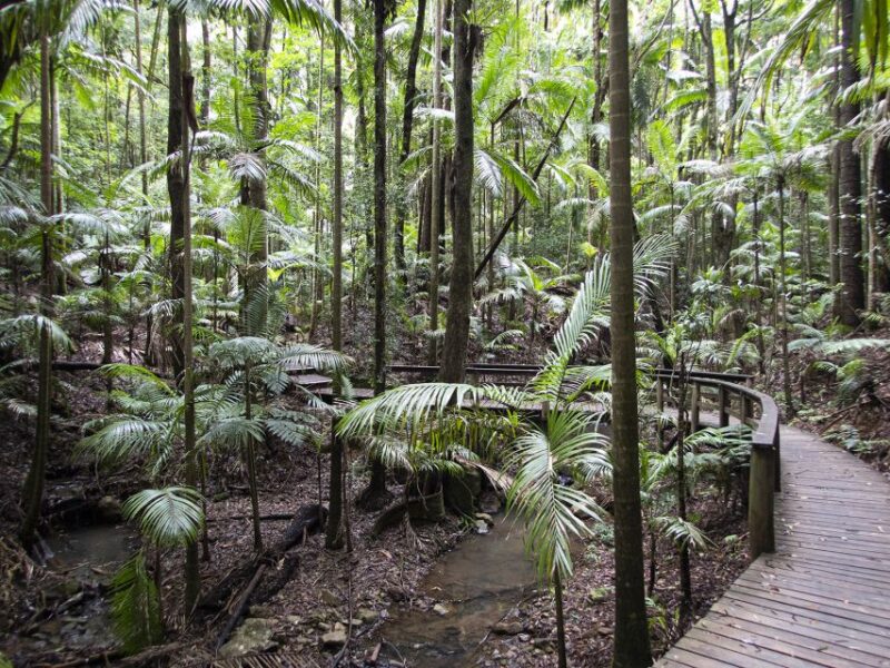 From Brisbane: Maiala Rainforest Private Tour - Scenic Lookouts and Views