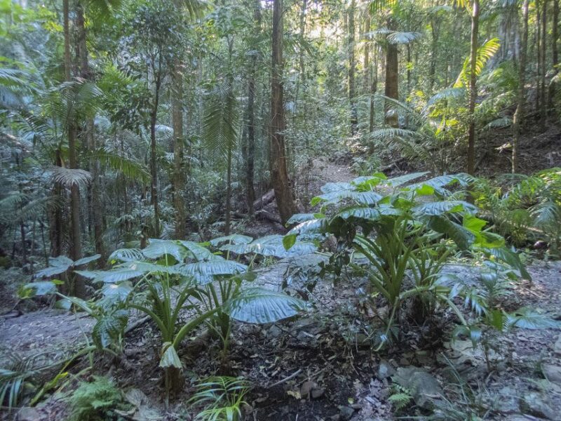 From Brisbane: Maiala Rainforest Private Tour - Pickup and Drop-off Arrangements