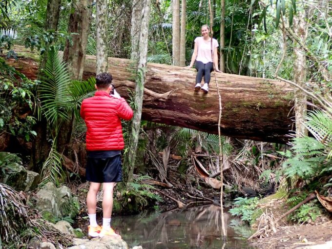 From Brisbane: Maiala Rainforest Private Tour - Tour Inclusions
