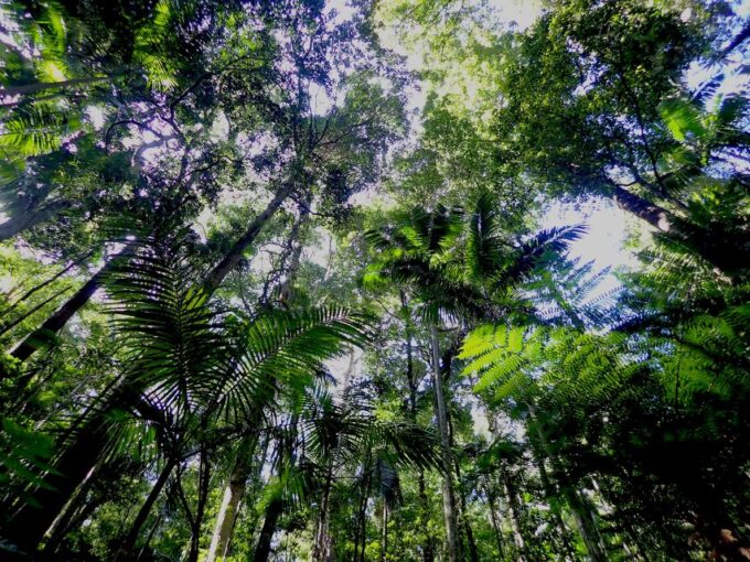 From Brisbane: Maiala Rainforest Private Tour - What to Bring