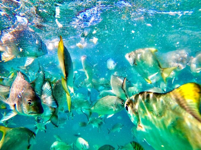 From Brisbane or Gold Coast: Moreton Island Full-Day Trip - 4WD Experience
