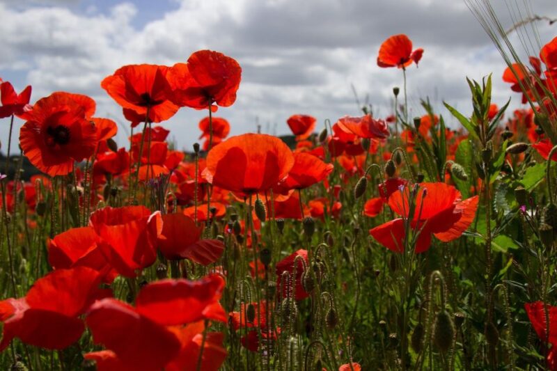 From Bruges: Flanders Fields Remembrance Full-Day Trip - Key Stops on the Tour
