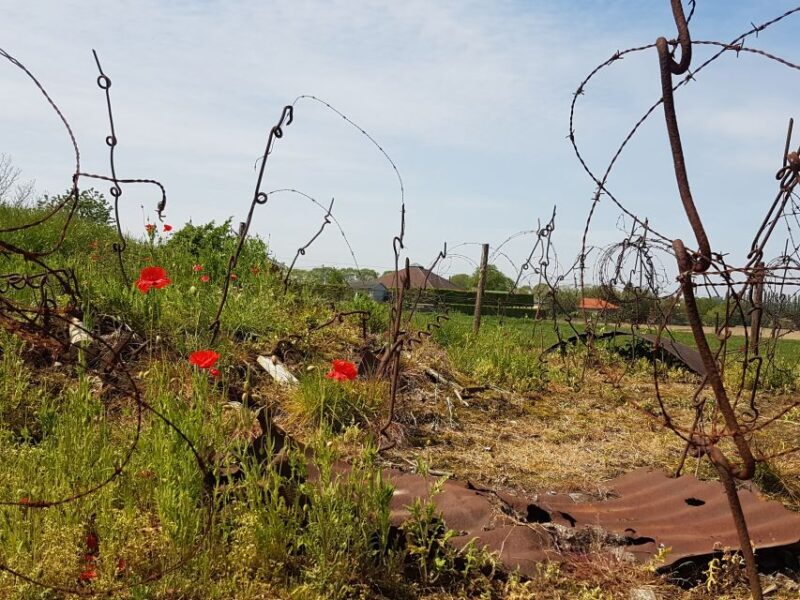 From Bruges: Great War Flanders Fields Minibus Tour W/Lunch - Scenic Poppy Fields