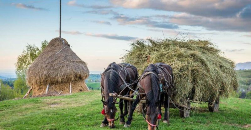 From Bucharest: 3-Day Bucovina & Transylvania Tour - Key Points