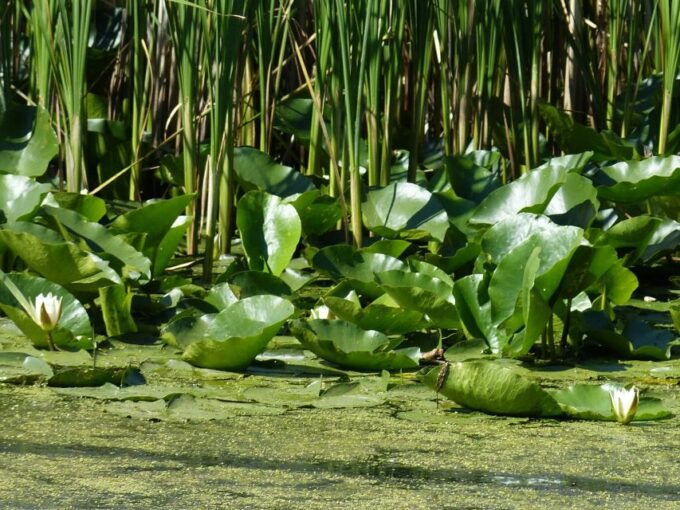 From Bucharest: 3-Day Danube Delta Birdwatching Private Tour - Unique Natural Experiences