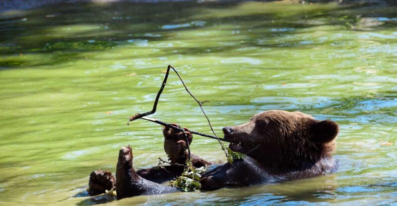From Bucharest: Bear Sanctuary and Dracula Castle Day Tour - Itinerary Highlights