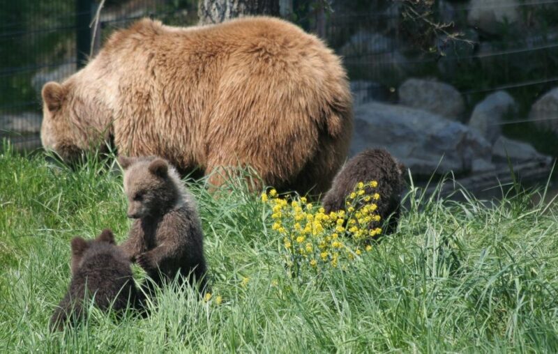 From Bucharest: Libearty Bear Sanctuary and Draculas Castle - Libearty Bear Sanctuary
