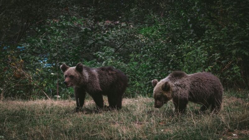 From Bucharest: Libearty Bear Sanctuary and Draculas Castle - Bran Castle (Draculas Castle)