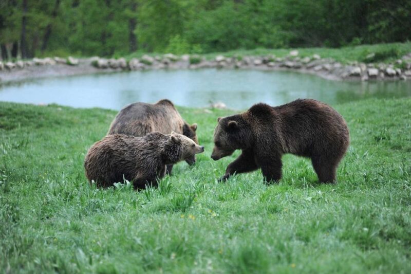 From Bucharest: Libearty Bear Sanctuary and Draculas Castle - Customer Experience