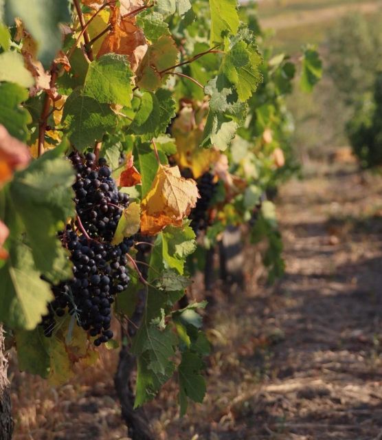 From Bucharest: Wine Tasting & Sunset on Old Wine Road - Winery Experiences