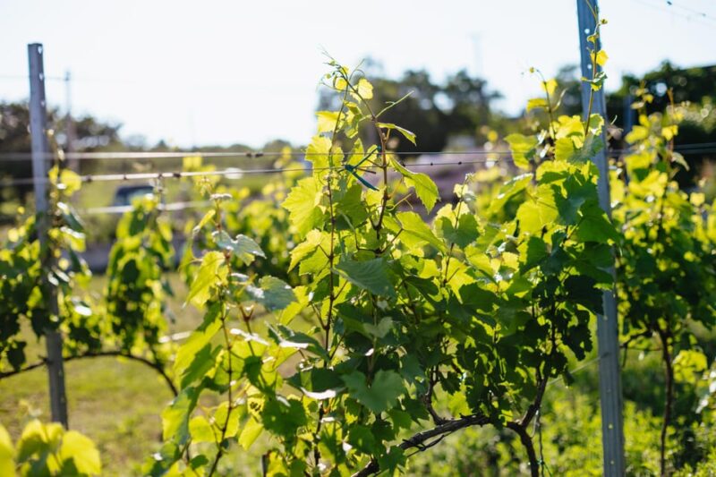 From Budapest: Etyek Wine Tasting Tour With 3-Course Meal - Customer Reviews