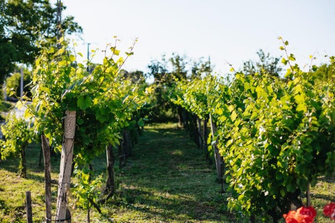 From Budapest: Etyek Wine Tasting Tour With 3-Course Meal - Pickup Locations