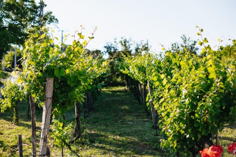 From Budapest: Etyek Wine Tasting Tour With 3-Course Meal - Guided Experience