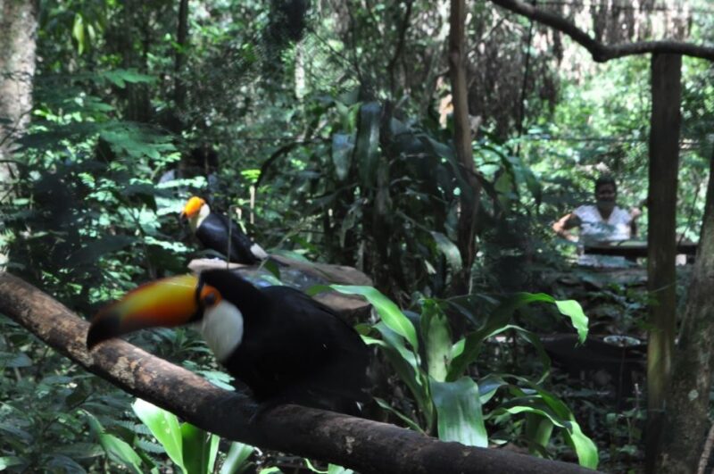 From Buenos Aires: 3-Day Iguazu Falls Tour With Airfare - Important Considerations