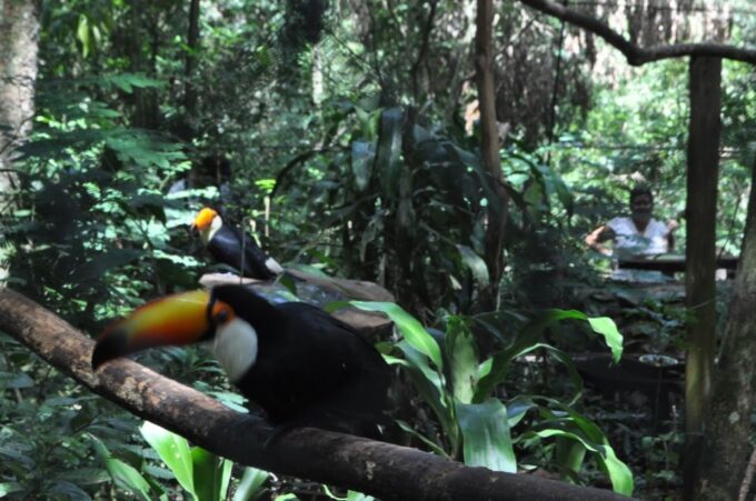 From Buenos Aires: 3-Day Iguazu Falls Tour With Airfare - Frequently Asked Questions