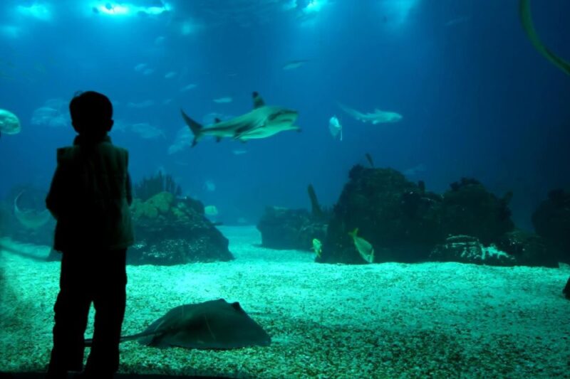 From Buenos Aires: Temaiken Zoo Tour With Ticket Included - Key Points