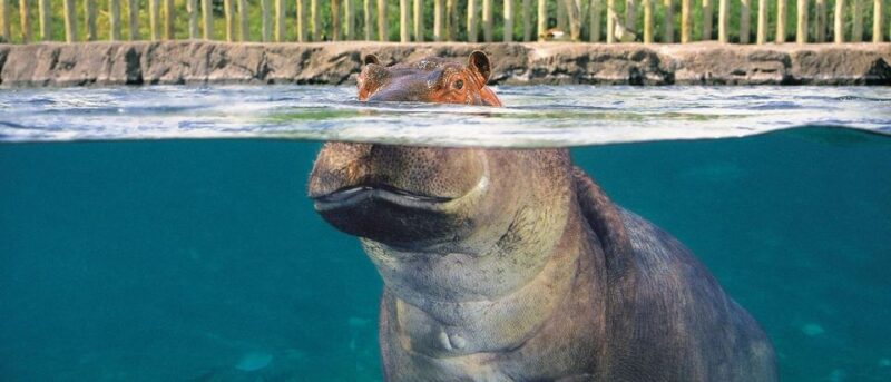 From Buenos Aires: Temaiken Zoo Tour With Ticket Included - Explore Diverse Habitats