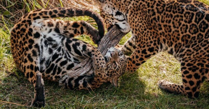 From Buenos Aires: Temaiken Zoo Tour With Ticket Included - Observe Fascinating Wildlife