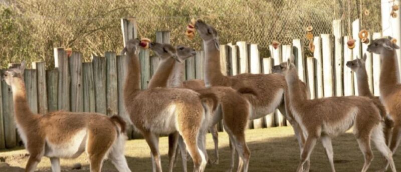 From Buenos Aires: Temaiken Zoo Tour With Ticket Included - Visit Unique Aquarium