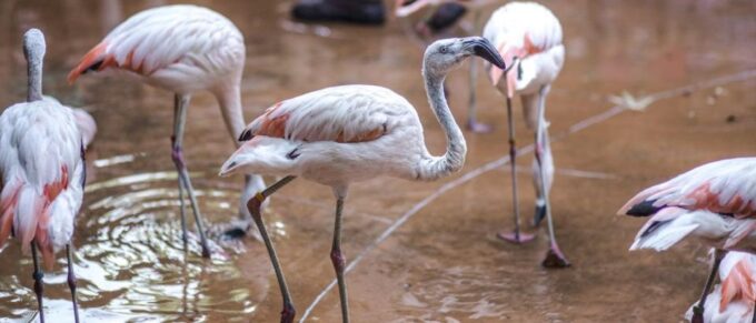 From Buenos Aires: Temaiken Zoo Tour With Ticket Included - 360-Degree Nature Cinema