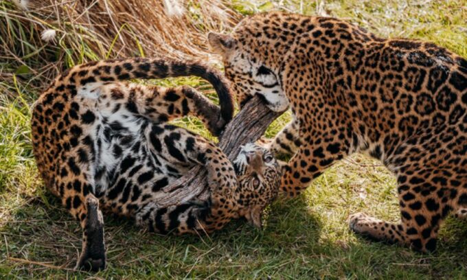 From Buenos Aires: Temaiken Zoo Tour With Ticket Included - Customer Feedback