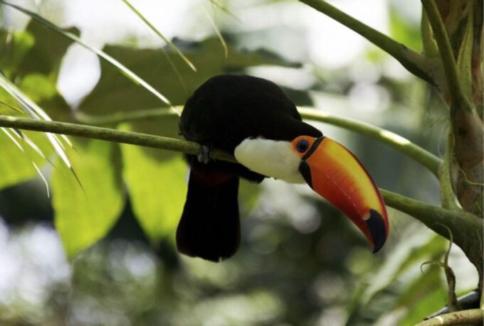From Buenos Aires: Temaiken Zoo Tour With Ticket Included - Frequently Asked Questions