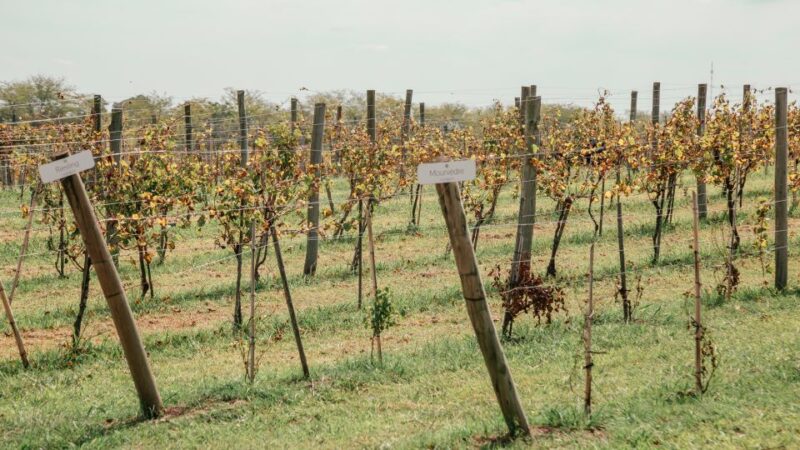 From Buenos Aires: Vineyard Tour With Wine Tasting and Lunch - Experience Highlights