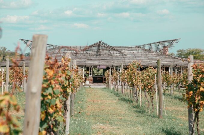 From Buenos Aires: Vineyard Tour With Wine Tasting and Lunch - Vineyard Tour