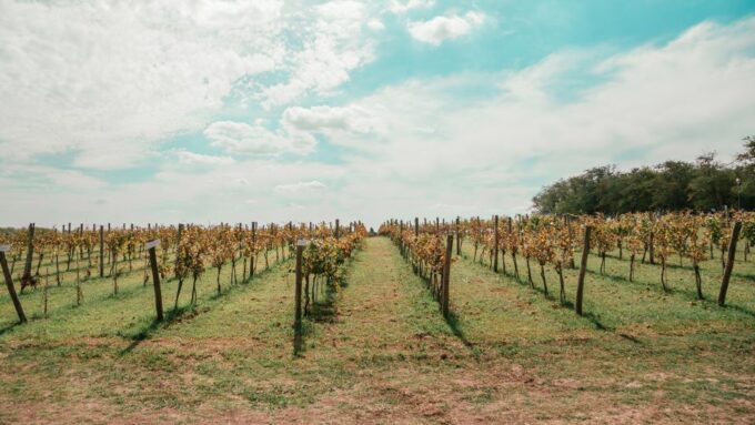 From Buenos Aires: Vineyard Tour With Wine Tasting and Lunch - Lunch and Seasonal Produce