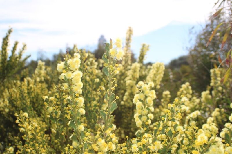From Busselton: Half-Day Coastal and Wildlife Eco Tour - Booking and Cancellation Policy