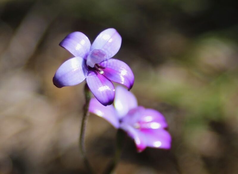 From Busselton: Half-Day Coastal and Wildlife Eco Tour - Customer Feedback