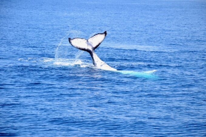 From Busselton: Half-Day Coastal and Wildlife Eco Tour - Scenic Views and Locations