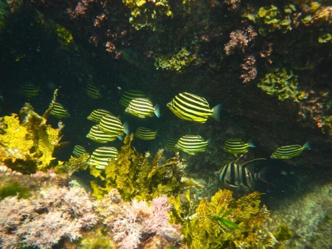 From Busselton: Half-Day Coastal and Wildlife Eco Tour - Wildlife Viewing Opportunities