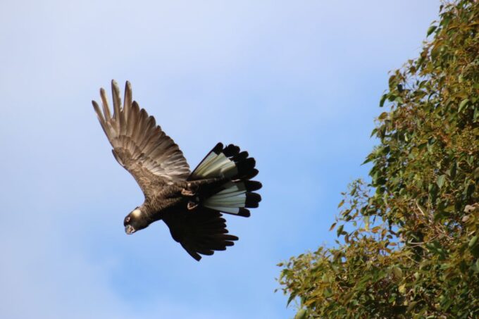 From Busselton: Half-Day Coastal and Wildlife Eco Tour - Knowledgeable Local Guides
