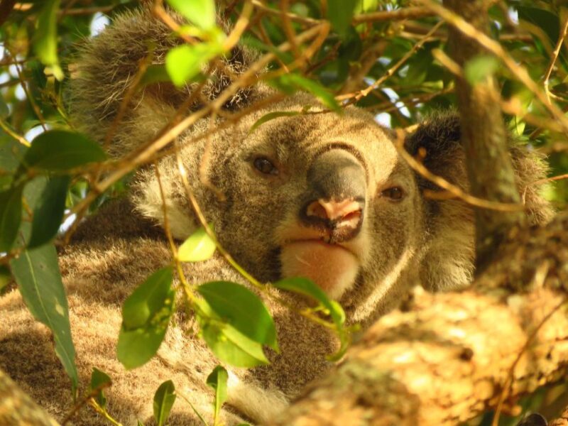 From Byron Bay: Platypus Spotting Walk - Key Points