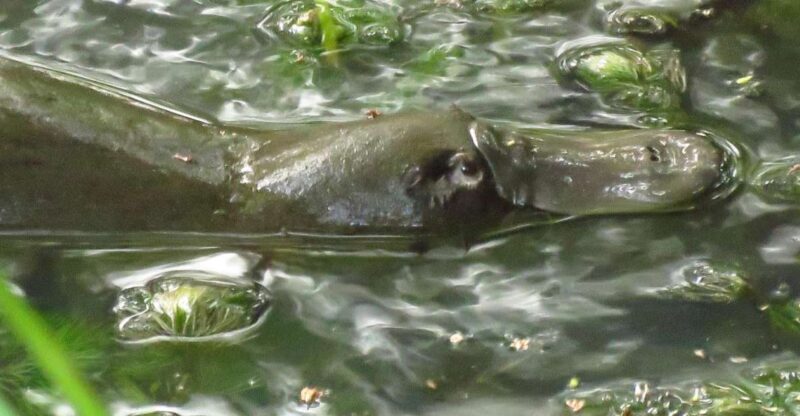From Byron Bay: Platypus Spotting Walk - Itinerary