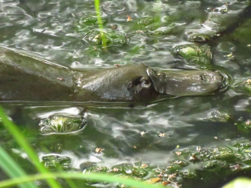 From Byron Bay: Platypus Spotting Walk - Highlights of the Tour