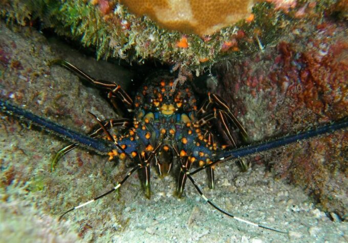 From Cabo: Cabo Pulmo Marine Park Snorkeling and Kayaking - Cabo Pulmo National Marine Park