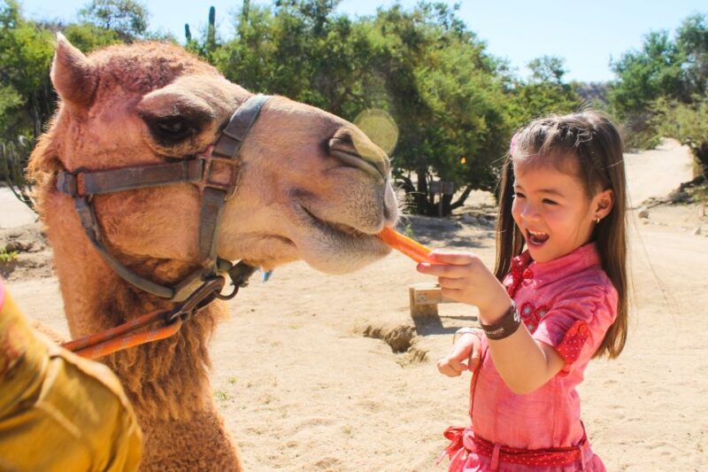 From Cabo: El Tule Canyon Camel Adventure - Meal and Refreshments