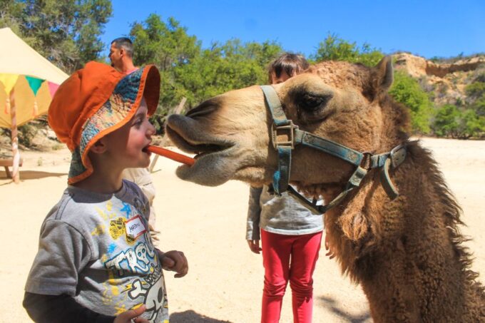 From Cabo: El Tule Canyon Camel Adventure - Restrictions and Requirements